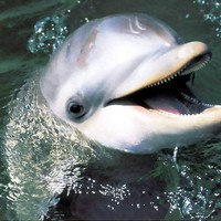 dolphin*